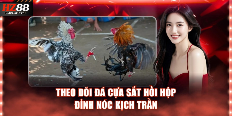 Theo dõi đá cựa sắt hồi hộp đỉnh nóc kịch trần